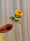 Sunbean Rose
