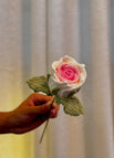 Velvet Rose